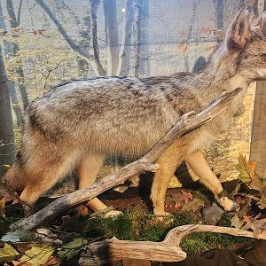Penitentiary Glen Reservation - Coyote taxidermy
