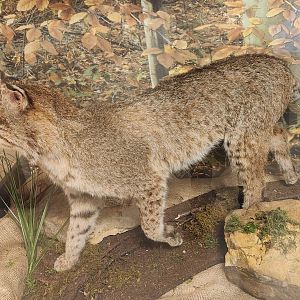 Penitentiary Glen Reservation - Bobcat taxidermy