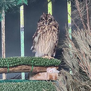 Penitentiary Glen Reservation - Short-eared Owl