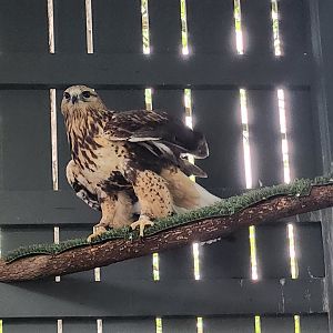 Penitentiary Glen Reservation - Rough-legged Hawk