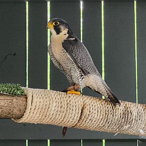 Penitentiary Glen Reservation - Peregrine Falcon