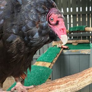 Penitentiary Glen Reservation - Turkey Vulture