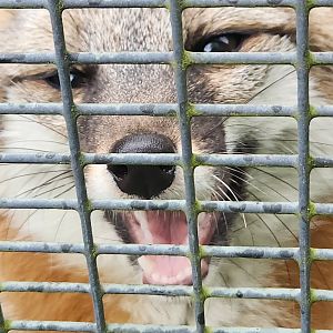 Penitentiary Glen Reservation - Happy fox