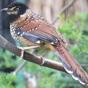 Spotted laughingthrush