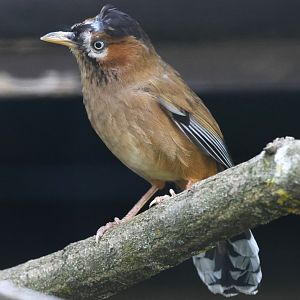 Moustached laughingthrush