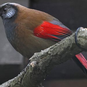 Red-winged laughingthrush