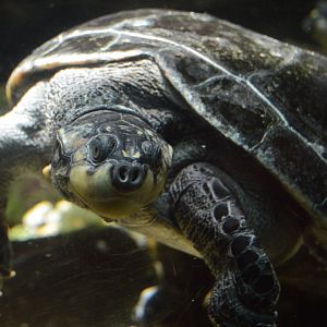 Reptile Discovery Center - Yellow-headed Amazon River Turtle (Podocnemis unifilis)