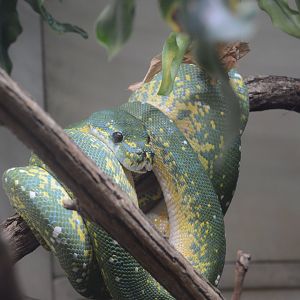 Reptile Discovery Center - Southern Green Python (Morelia viridis)