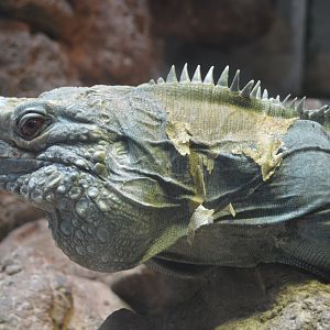 Reptile Discovery Center - Grand Cayman Blue Iguana (Cyclura lewisi)