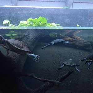 Reptile Discovery Center - Eastern Snake-necked Turtles (Chelodina longicollis) and Northern Red-faced Turtle (Emydura australis) Exhibit