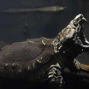 Reptile Discovery Center - Alligator Snapping Turtle (Macrochelys temminckii)