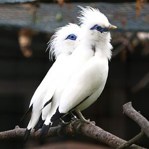 Bali myna
