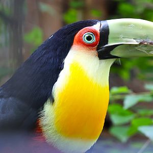 Red-breasted toucan