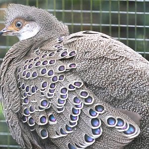 Grey peacock-pheasant