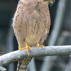 Lesser kestrel