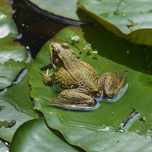 Wild Green Frog (Lithobates clamitans)