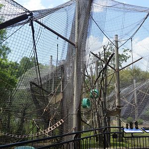 Gibbon Ridge - Siamang (Symphalangus syndactylus) Exhibit