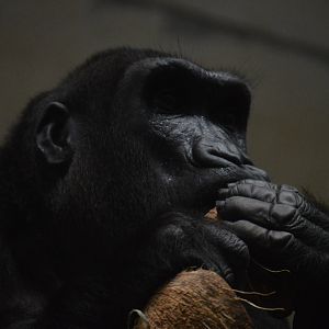 Great Ape House - Western Lowland Gorilla (Gorilla gorilla gorilla) enjoying a coconut.
