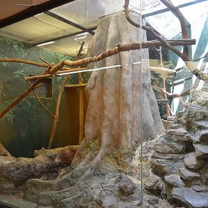Small Mammal House - Rock Hyrax (Procavia capensis) Exhibit