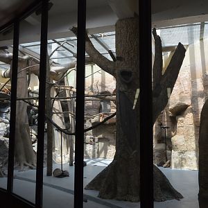 Small Mammal House - Red Ruffed Lemur (Varecia rubra) Exhibit