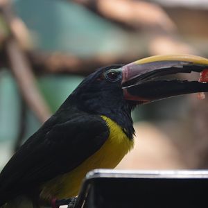 Small Mammal House - Green Aracari (Pteroglossus viridis)