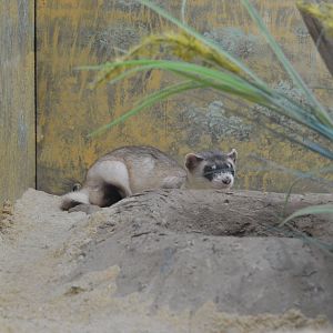 Small Mammal House - Black-footed Ferret (Mustela nigripes)