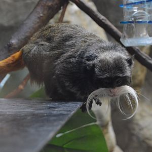 Small Mammal House - Bearded Emperor Tamarin (Saguinus imperator subgrisescens)