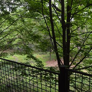 Asia Trail - Empty Area near Small-clawed Otter Exhibit