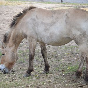 Olmstead Walk - Przewalski's Horse (Equus ferus przewalskii)