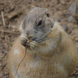 Olmstead Walk - Black-tailed Prairie Dog (Cynomys ludovicianus)