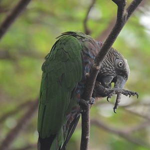Amazonia - Red-fan Parrot (Deroptyus accipitrinus)