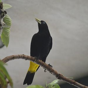Amazonia - Yellow-rumped Cacique (Cacicus cela)