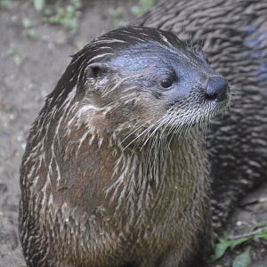 American Trail - North American River Otter (Lontra canadensis)