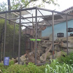 Small Mammal House - White-nosed Coati (Nasua narica)