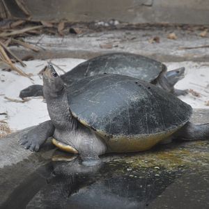 Reptile Discover Center - Painted Batagurs (Batagur borneoensis)
