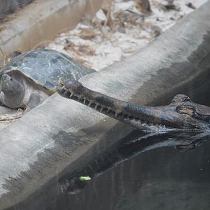 Reptile Discovery Center - False Gharial (Tomistoma schlegelii) and Painted Batagur (Batagur borneoensis)