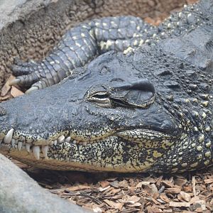 Reptile Discovery Center - Cuban Crocodile (Crocodylus rhombifer)