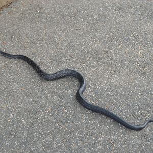 Wild Eastern Ratsnake (Pantherophis alleghaniensis)