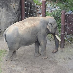 Elephant Trails - Bull Asian Elephant (Elephas maximus)