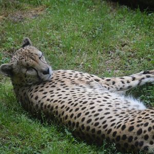 Africa Trail - Cheetah (Acinonyx jubatus)