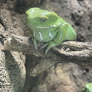 Waxy Monkey Tree Frog 5/6/24