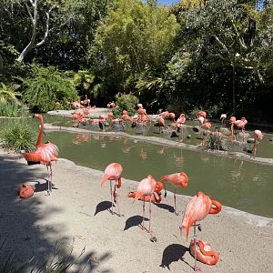 Flamingos starting to nest 5/6/24