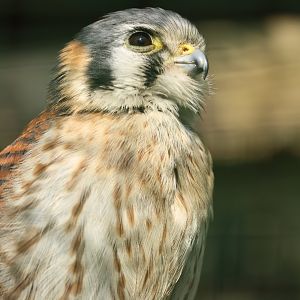 American kestrel