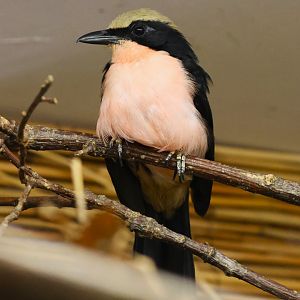 Yellow-crowned gonolek