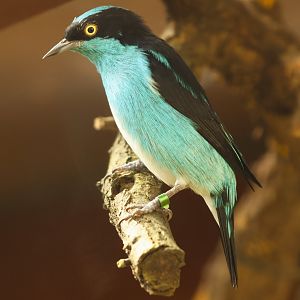 Black-faced dacnis