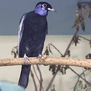 Bare-necked fruitcrow