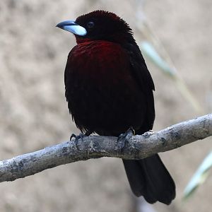 Silver-beaked tanager
