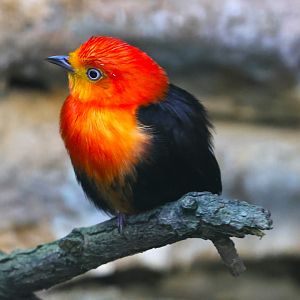 Crimson-hooded manakin