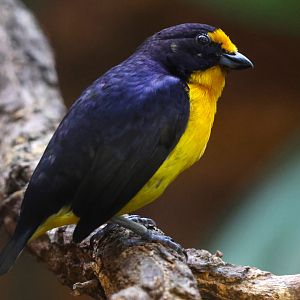 Violaceous euphonia