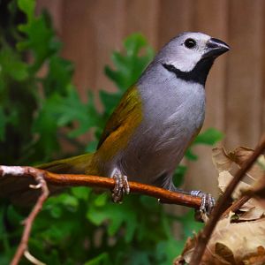 Grey-headed oliveback
